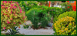 tuin